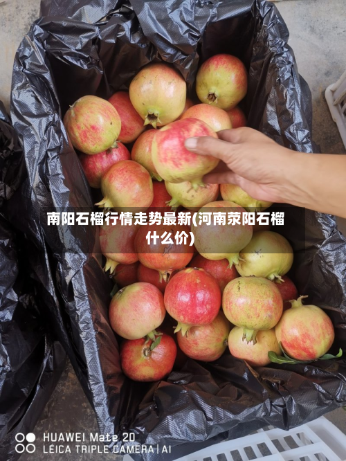 南阳石榴行情走势最新(河南荥阳石榴什么价)