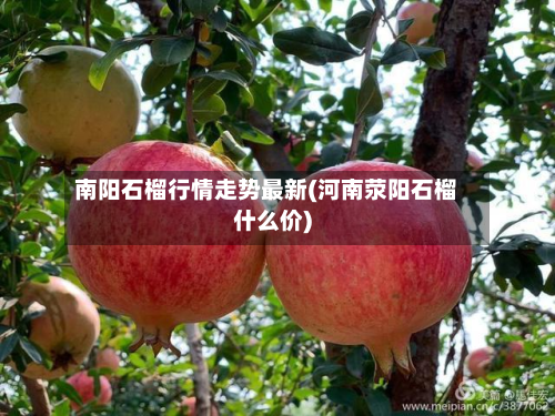 南阳石榴行情走势最新(河南荥阳石榴什么价)-第3张图片