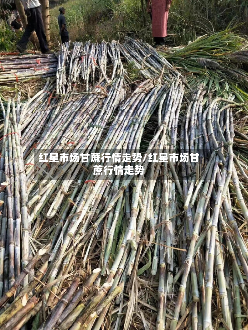 红星市场甘蔗行情走势/红星市场甘蔗行情走势-第2张图片