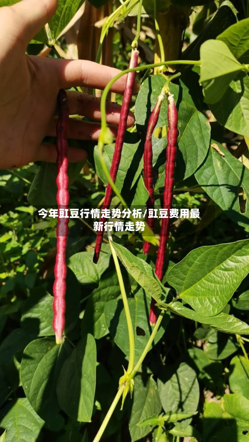 今年豇豆行情走势分析/豇豆费用最新行情走势