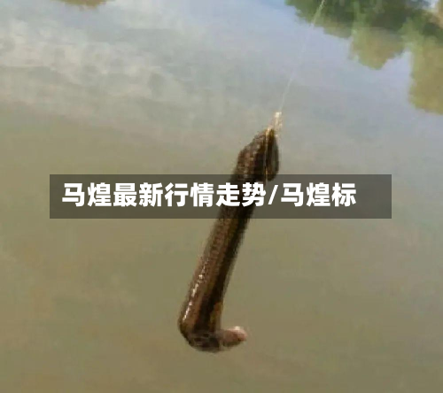 马煌最新行情走势/马煌标-第3张图片