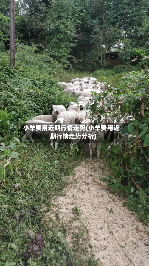 小羊费用近期行情走势(小羊费用近期行情走势分析)