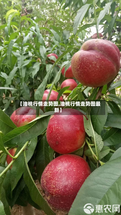 【油桃行情走势图,油桃行情走势图最新】