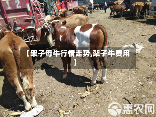 【架子母牛行情走势,架子牛费用】