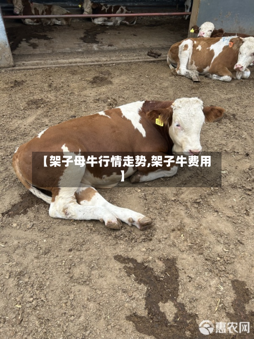 【架子母牛行情走势,架子牛费用】-第2张图片