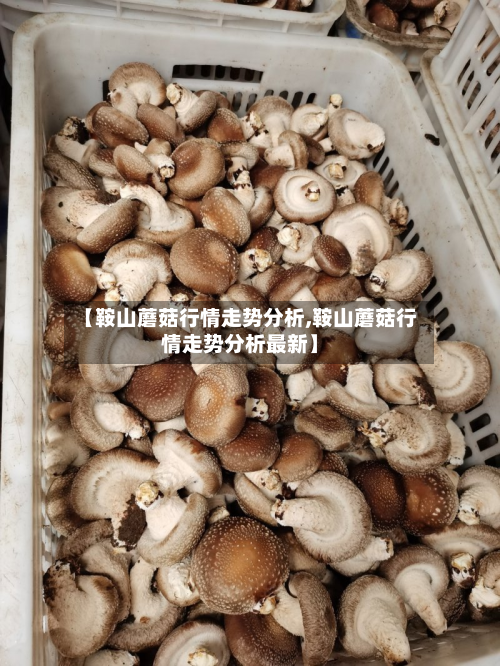 【鞍山蘑菇行情走势分析,鞍山蘑菇行情走势分析最新】-第3张图片
