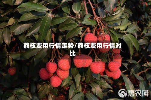荔枝费用行情走势/荔枝费用行情对比
