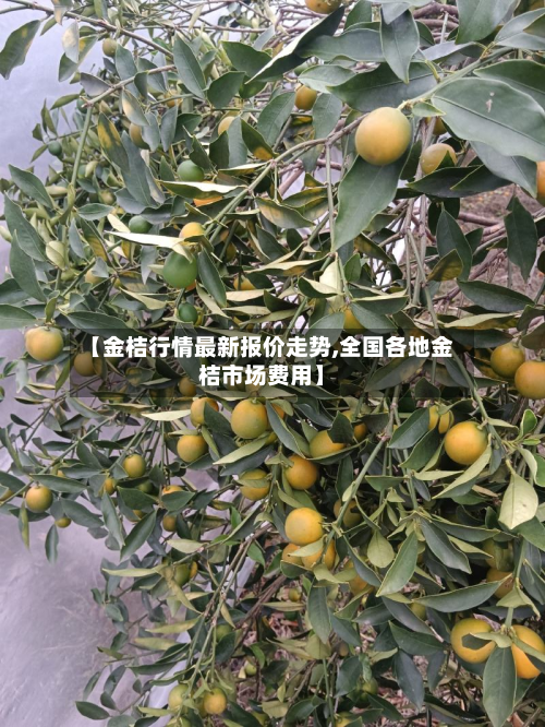 【金桔行情最新报价走势,全国各地金桔市场费用】