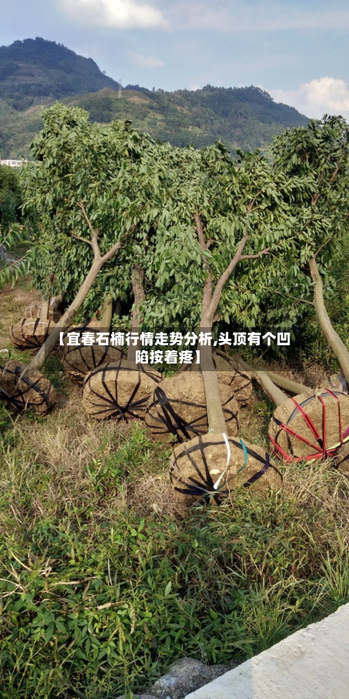 【宜春石楠行情走势分析,头顶有个凹陷按着疼】
