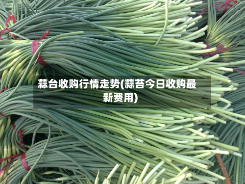 蒜台收购行情走势(蒜苔今日收购最新费用)-第2张图片