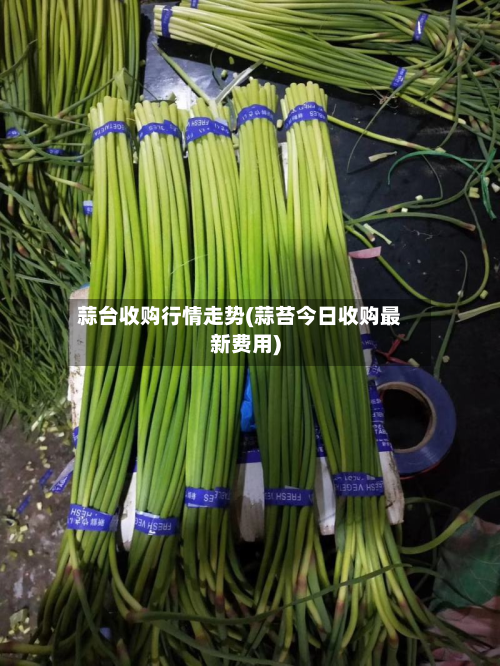 蒜台收购行情走势(蒜苔今日收购最新费用)-第3张图片