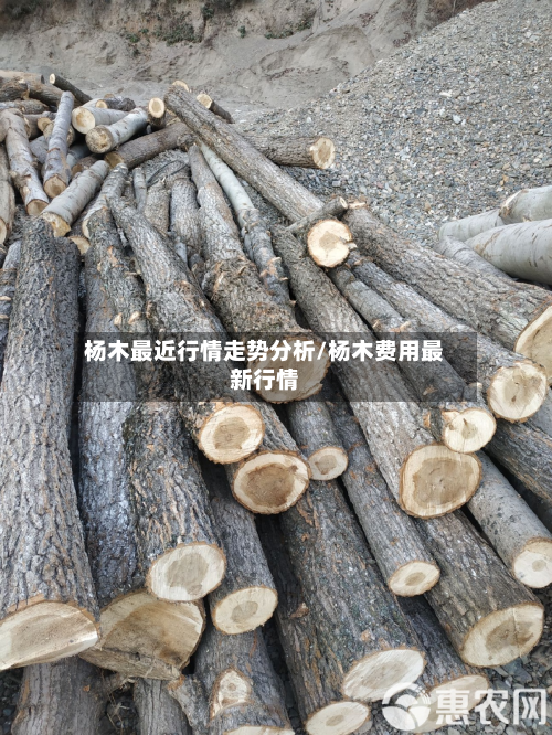 杨木最近行情走势分析/杨木费用最新行情