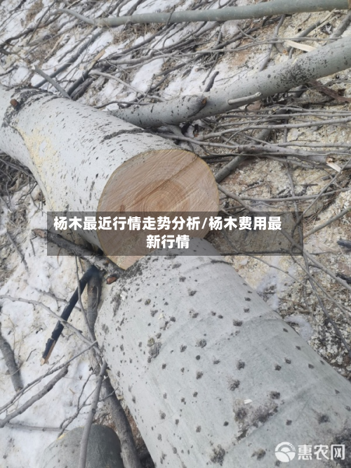 杨木最近行情走势分析/杨木费用最新行情-第2张图片