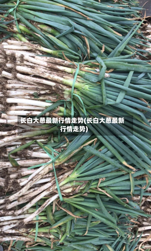 长白大葱最新行情走势(长白大葱最新行情走势)