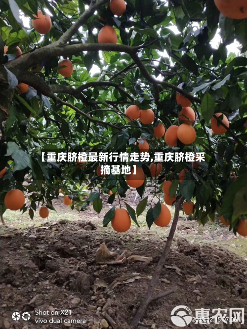 【重庆脐橙最新行情走势,重庆脐橙采摘基地】