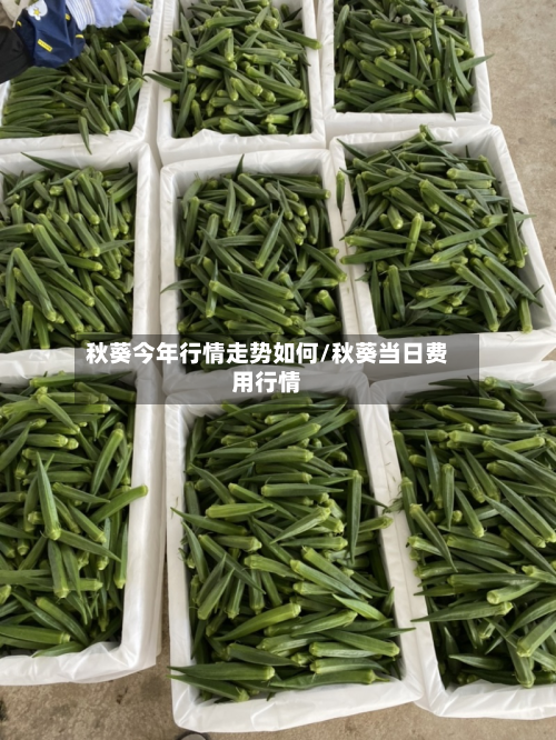 秋葵今年行情走势如何/秋葵当日费用行情