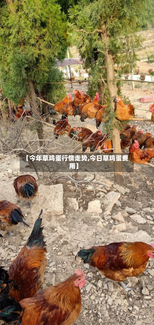 【今年草鸡蛋行情走势,今日草鸡蛋费用】-第3张图片