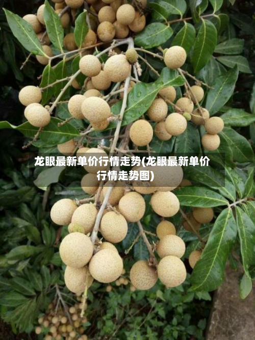 龙眼最新单价行情走势(龙眼最新单价行情走势图)-第3张图片