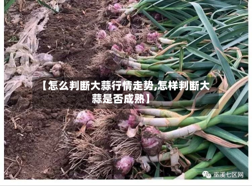 【怎么判断大蒜行情走势,怎样判断大蒜是否成熟】