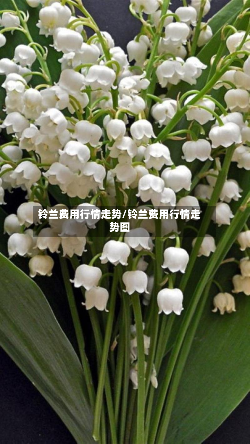 铃兰费用行情走势/铃兰费用行情走势图-第2张图片