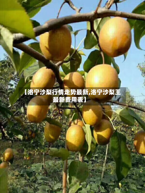 【洛宁沙梨行情走势最新,洛宁沙梨王最新费用表】