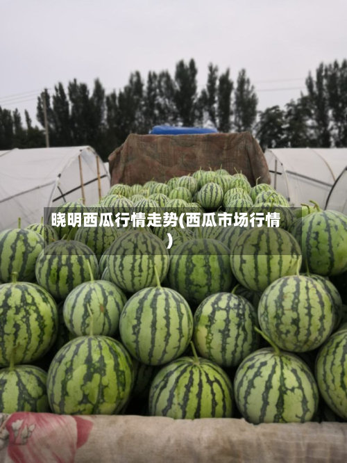 晓明西瓜行情走势(西瓜市场行情)