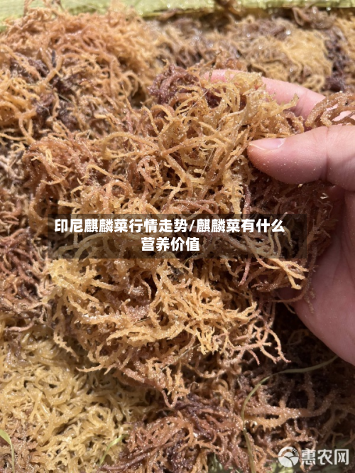 印尼麒麟菜行情走势/麒麟菜有什么营养价值-第3张图片
