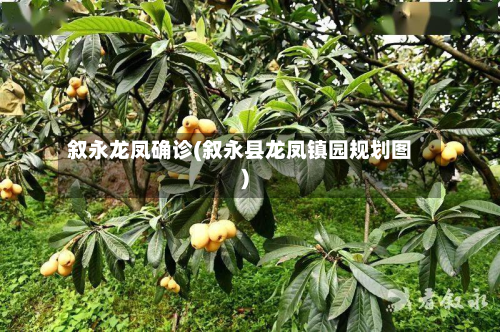 叙永龙凤确诊(叙永县龙凤镇园规划图)-第2张图片