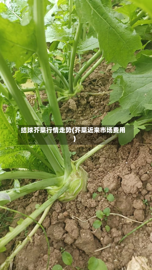 结球芥菜行情走势(芥菜近来市场费用)-第2张图片