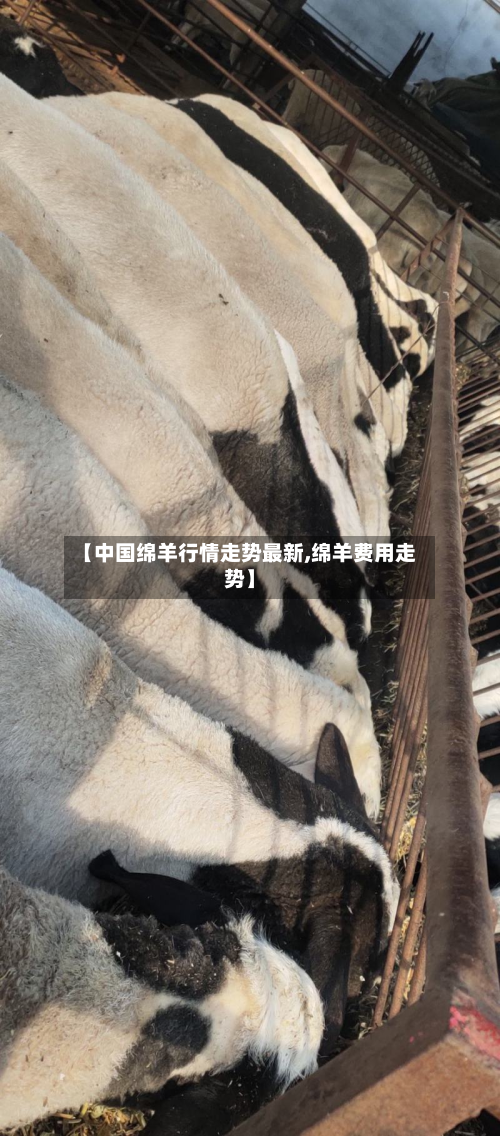 【中国绵羊行情走势最新,绵羊费用走势】-第2张图片