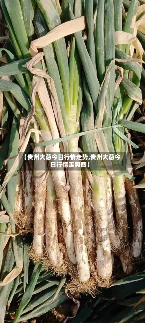 【贵州大葱今日行情走势,贵州大葱今日行情走势图】
