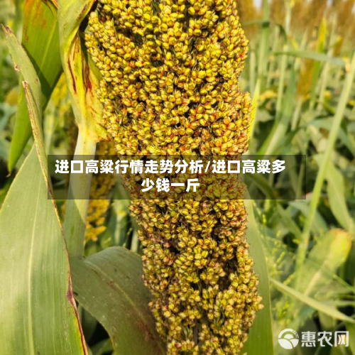 进口高粱行情走势分析/进口高粱多少钱一斤