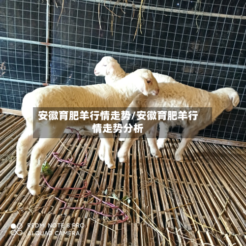 安徽育肥羊行情走势/安徽育肥羊行情走势分析-第2张图片