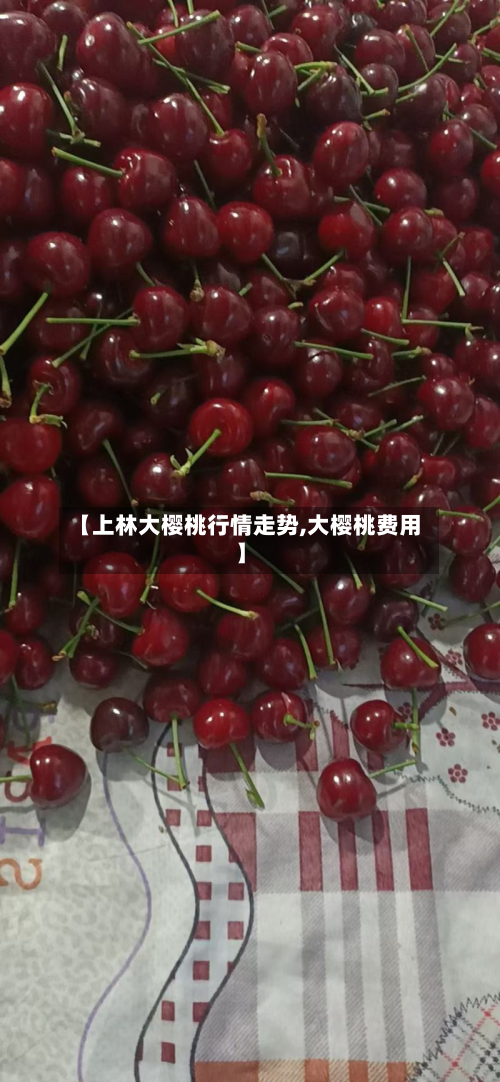 【上林大樱桃行情走势,大樱桃费用】-第3张图片