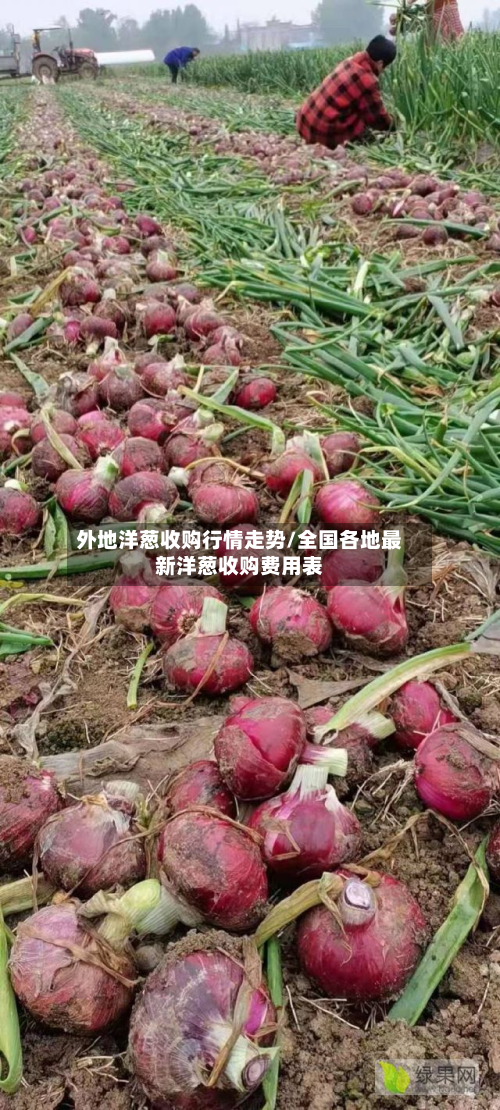 外地洋葱收购行情走势/全国各地最新洋葱收购费用表-第2张图片