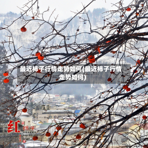 最近柿子行情走势如何(最近柿子行情走势如何)-第2张图片