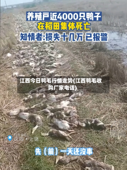 江西今日鸭毛行情走势(江西鸭毛收购厂家电话)-第3张图片