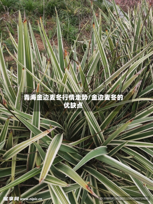 青海金边麦冬行情走势/金边麦冬的优缺点-第2张图片