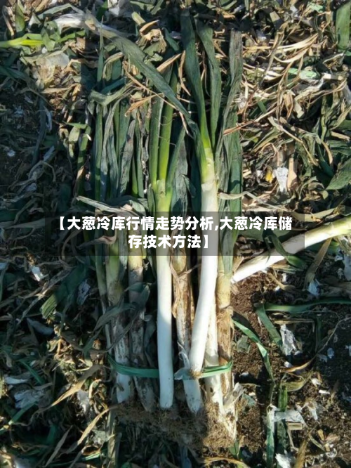 【大葱冷库行情走势分析,大葱冷库储存技术方法】