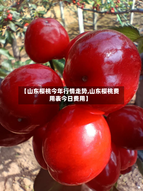 【山东樱桃今年行情走势,山东樱桃费用表今日费用】