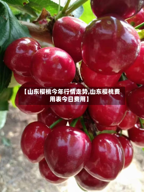 【山东樱桃今年行情走势,山东樱桃费用表今日费用】-第3张图片