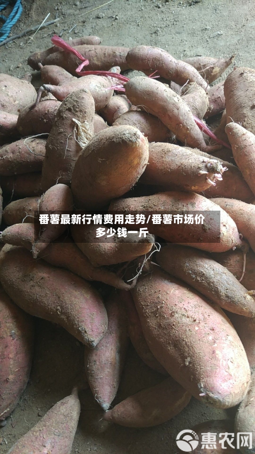 番薯最新行情费用走势/番薯市场价多少钱一斤-第3张图片