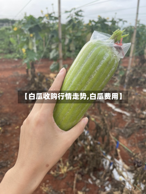 【白瓜收购行情走势,白瓜费用】