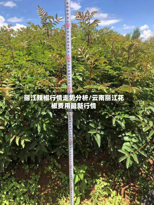 丽江辣椒行情走势分析/云南丽江花椒费用最新行情