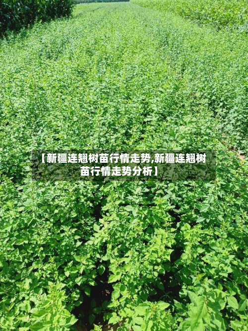 【新疆连翘树苗行情走势,新疆连翘树苗行情走势分析】