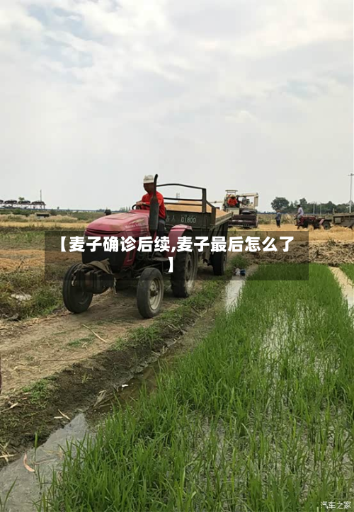 【麦子确诊后续,麦子最后怎么了】