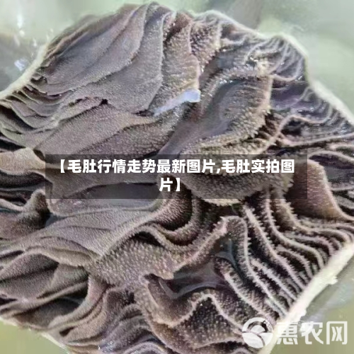 【毛肚行情走势最新图片,毛肚实拍图片】