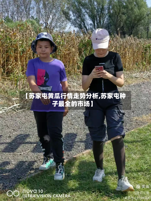 【苏家屯黄瓜行情走势分析,苏家屯种子最全的市场】