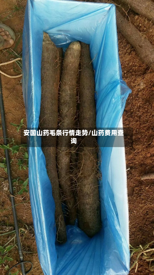 安国山药毛条行情走势/山药费用查询-第2张图片