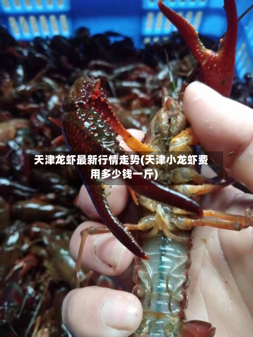 天津龙虾最新行情走势(天津小龙虾费用多少钱一斤)-第3张图片